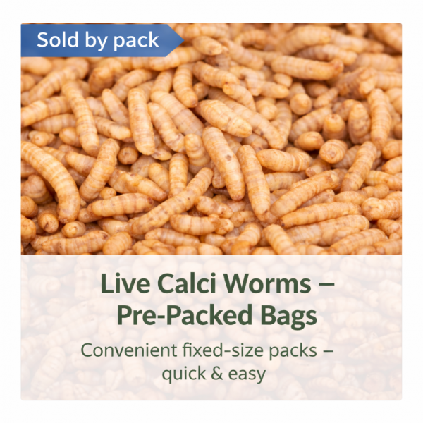 Live Calci worms - ready to feed