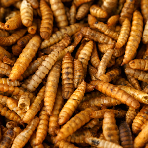 Dried Calci worms - Knight Farm Feeds