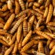 Dried Calci worms - Knight Farm Feeds