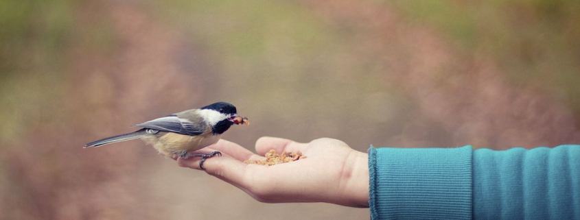 Small bird perched on an