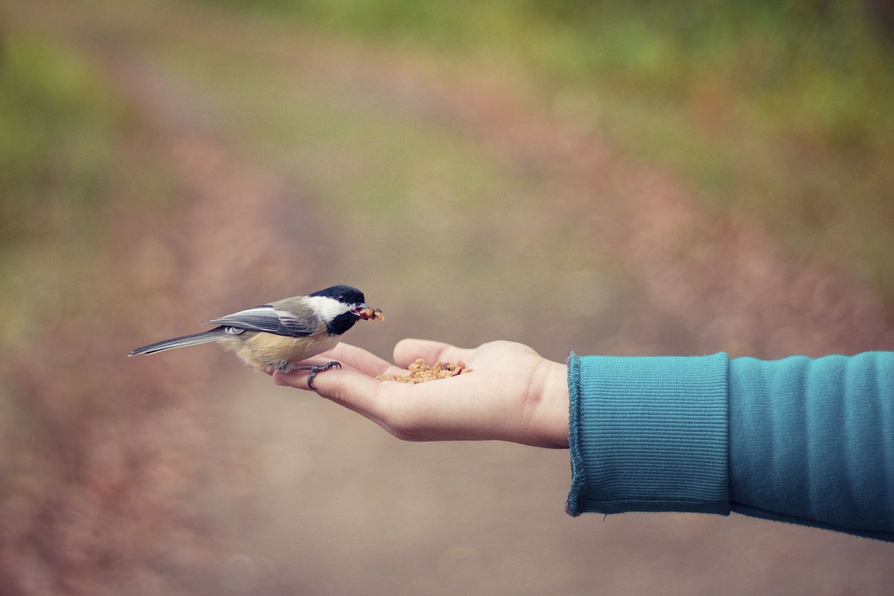 Small bird perched on an