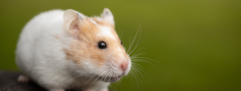 macro photo of cute hamster