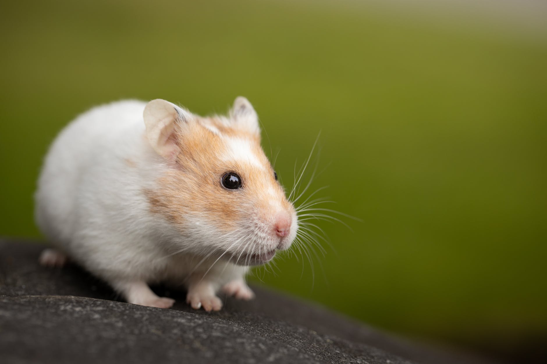 macro photo of cute hamster