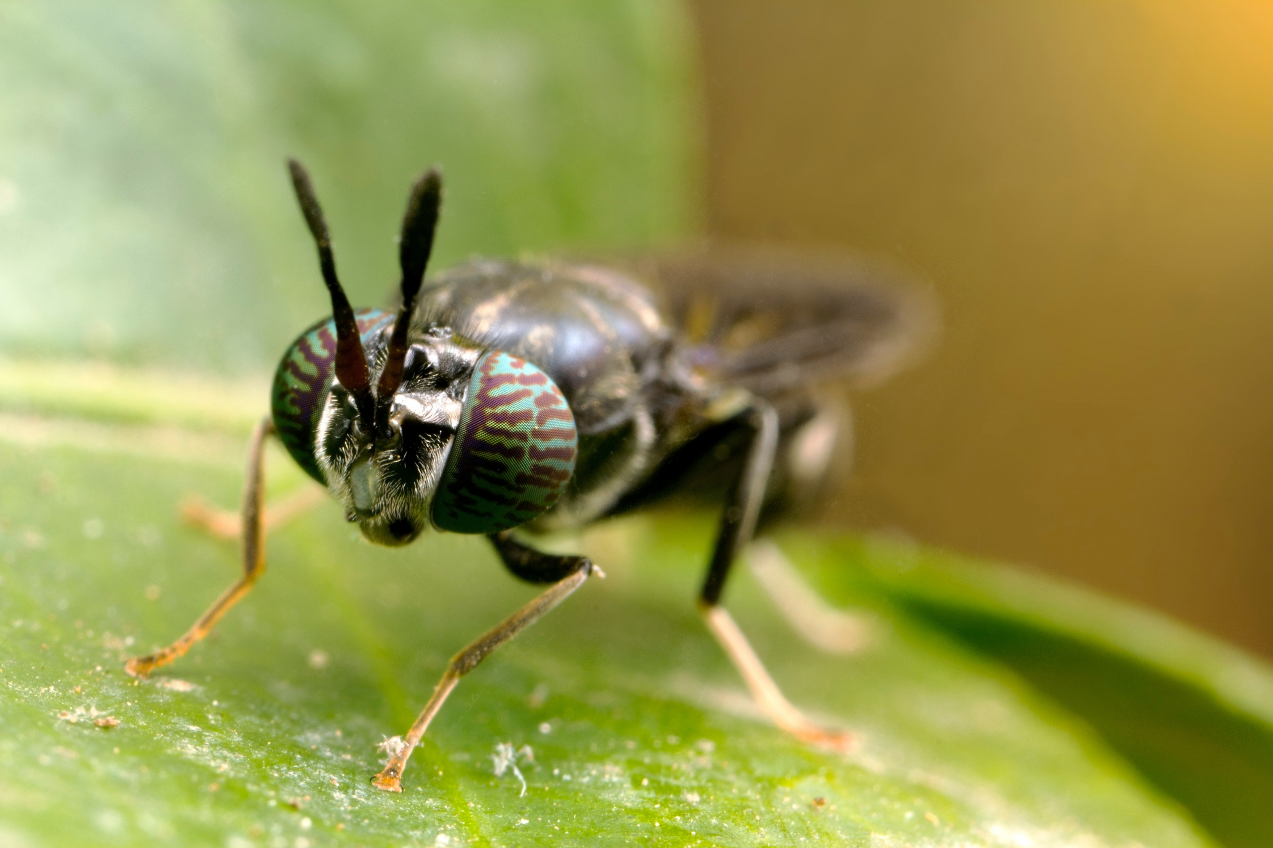Black Soldier Fly, converting waste into protein
